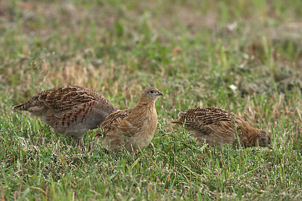 Rebhuhn (Perdix perdix)