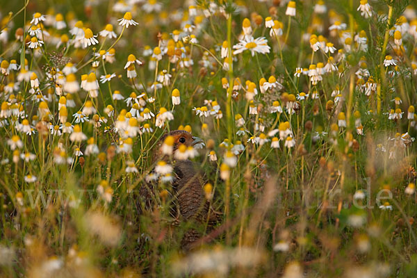 Rebhuhn (Perdix perdix)