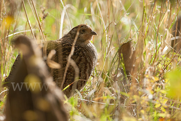 Rebhuhn (Perdix perdix)