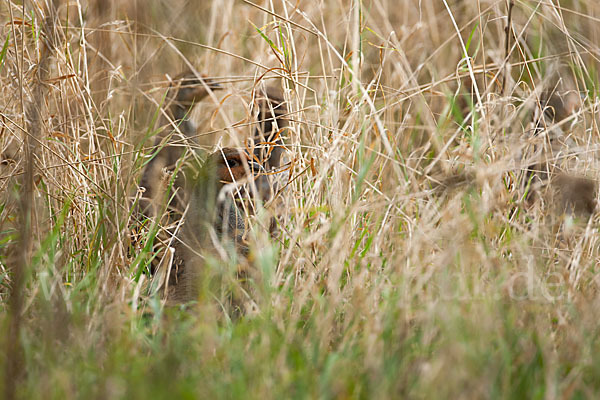 Rebhuhn (Perdix perdix)