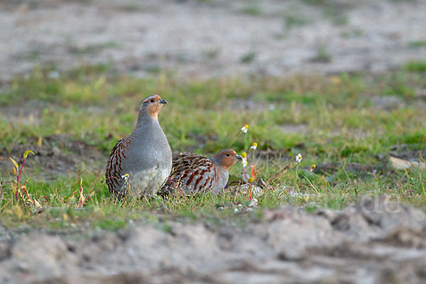 Rebhuhn (Perdix perdix)