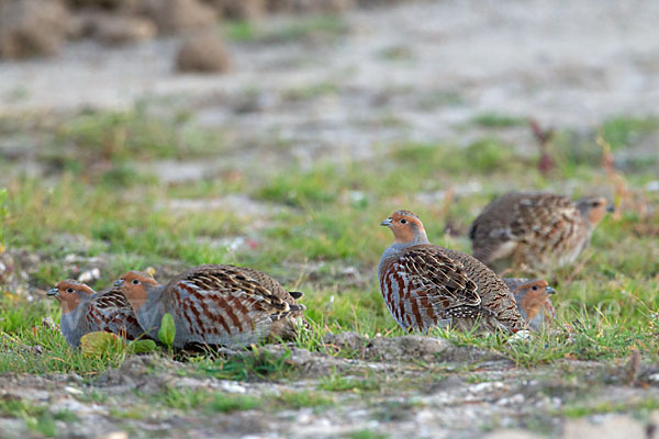 Rebhuhn (Perdix perdix)