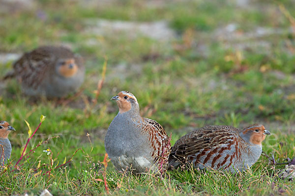 Rebhuhn (Perdix perdix)