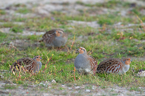 Rebhuhn (Perdix perdix)