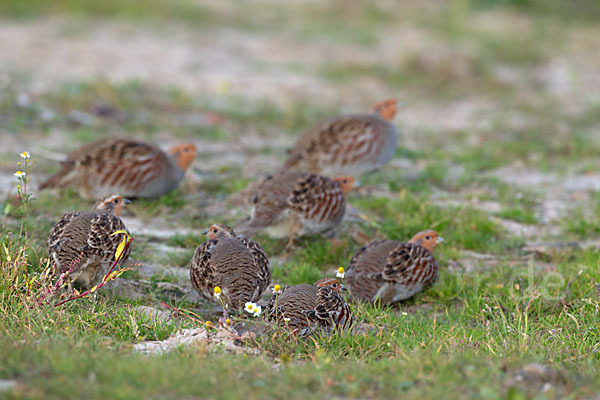 Rebhuhn (Perdix perdix)