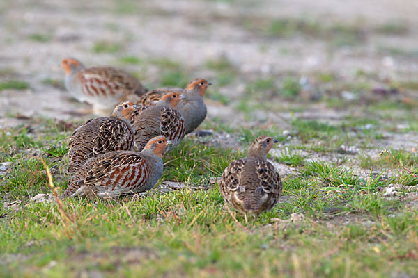 Rebhuhn (Perdix perdix)