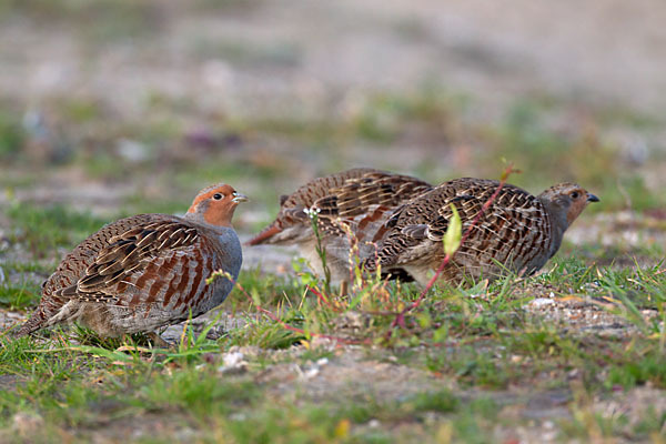 Rebhuhn (Perdix perdix)