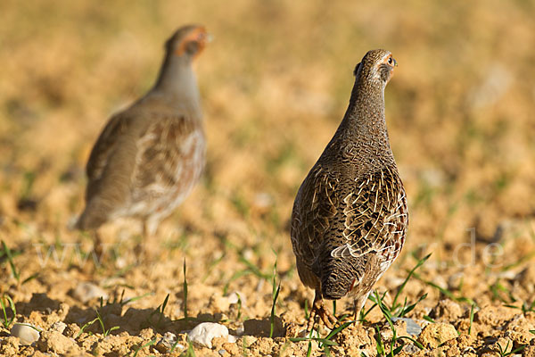 Rebhuhn (Perdix perdix)