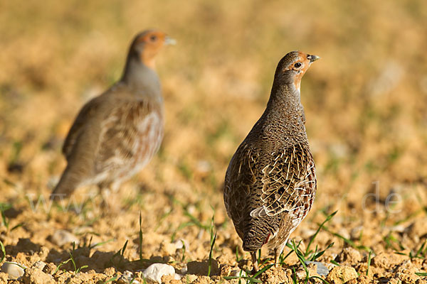 Rebhuhn (Perdix perdix)