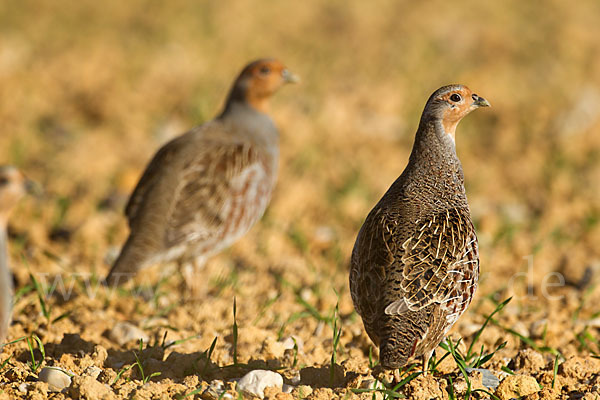 Rebhuhn (Perdix perdix)