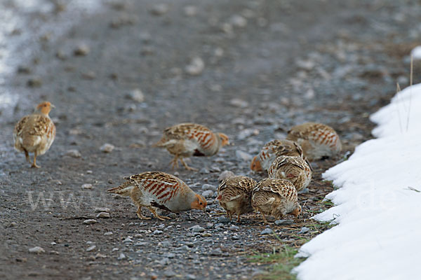 Rebhuhn (Perdix perdix)