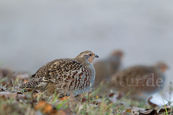 Rebhuhn (Perdix perdix)