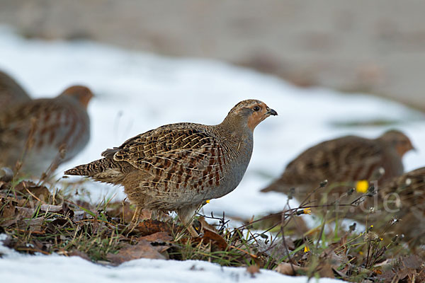 Rebhuhn (Perdix perdix)