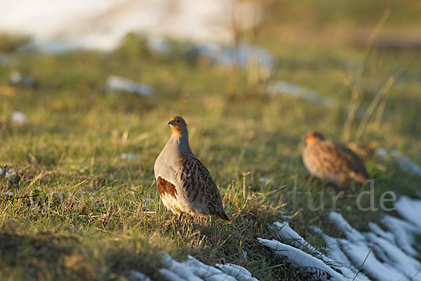 Rebhuhn (Perdix perdix)