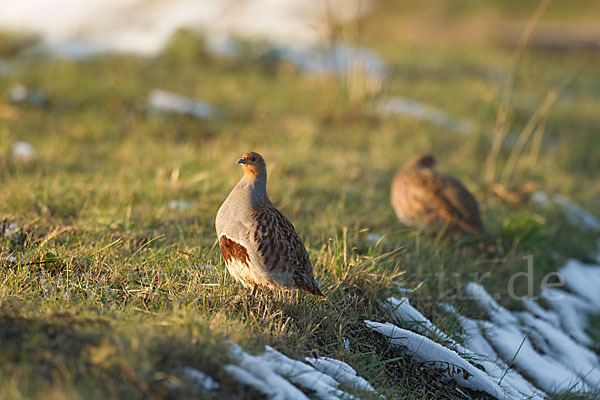 Rebhuhn (Perdix perdix)