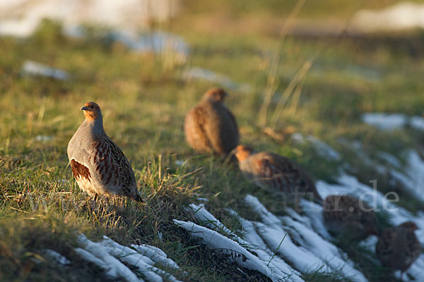 Rebhuhn (Perdix perdix)