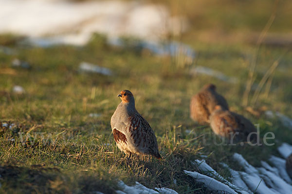 Rebhuhn (Perdix perdix)