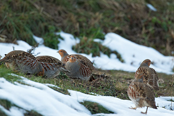 Rebhuhn (Perdix perdix)