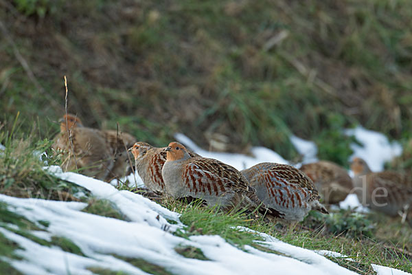 Rebhuhn (Perdix perdix)