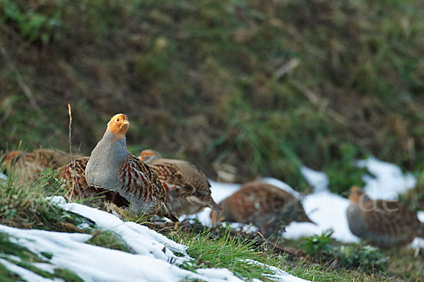 Rebhuhn (Perdix perdix)