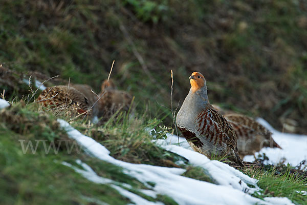 Rebhuhn (Perdix perdix)