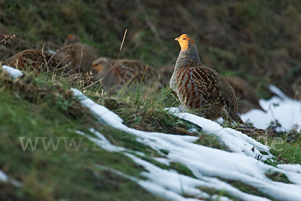 Rebhuhn (Perdix perdix)