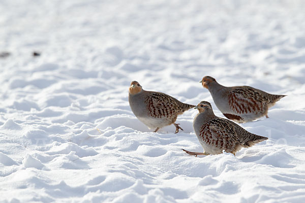 Rebhuhn (Perdix perdix)