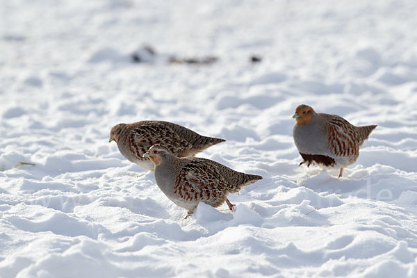 Rebhuhn (Perdix perdix)