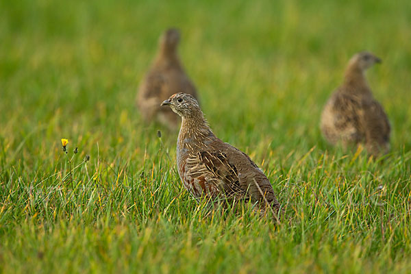 Rebhuhn (Perdix perdix)