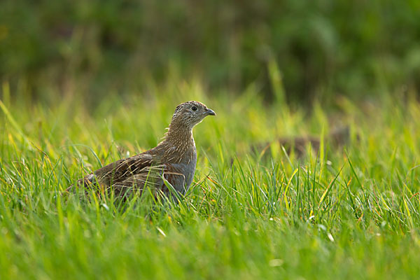 Rebhuhn (Perdix perdix)