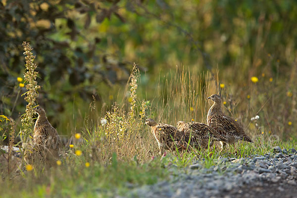 Rebhuhn (Perdix perdix)