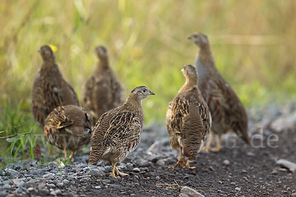 Rebhuhn (Perdix perdix)