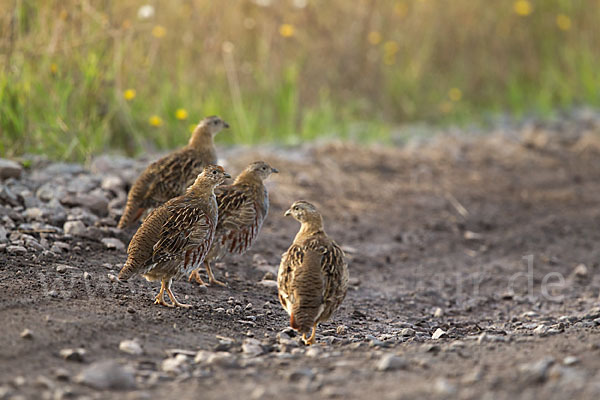 Rebhuhn (Perdix perdix)