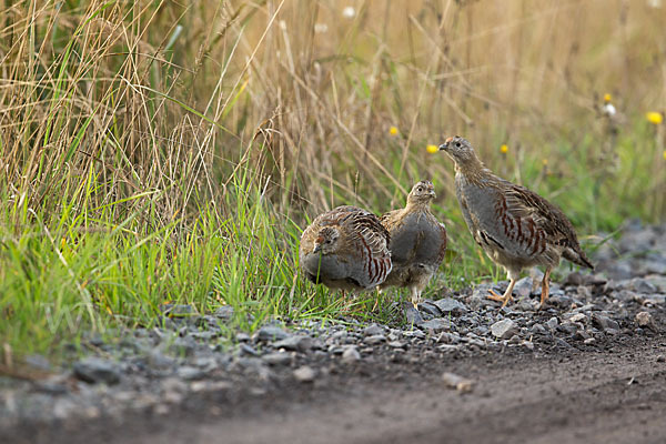 Rebhuhn (Perdix perdix)