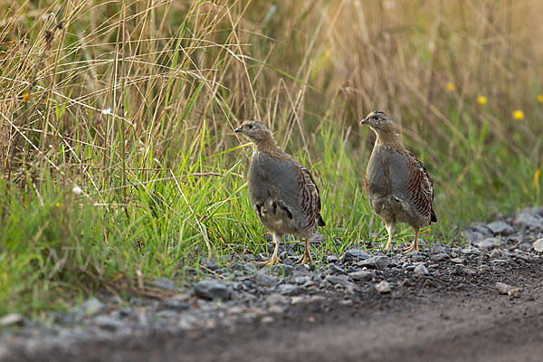 Rebhuhn (Perdix perdix)