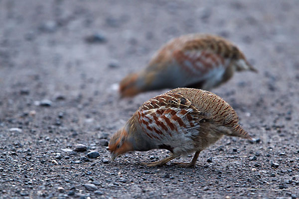 Rebhuhn (Perdix perdix)