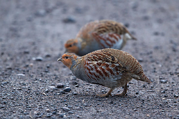 Rebhuhn (Perdix perdix)