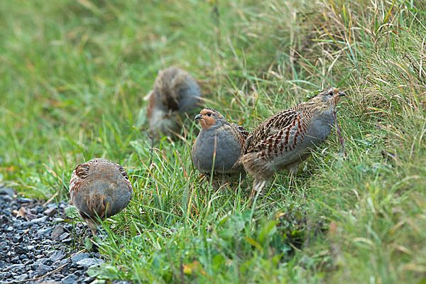 Rebhuhn (Perdix perdix)