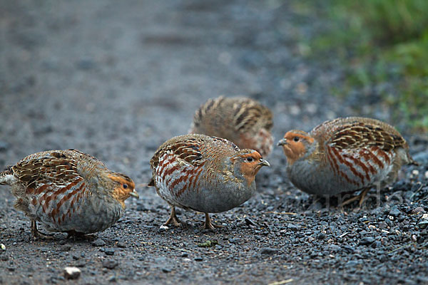 Rebhuhn (Perdix perdix)