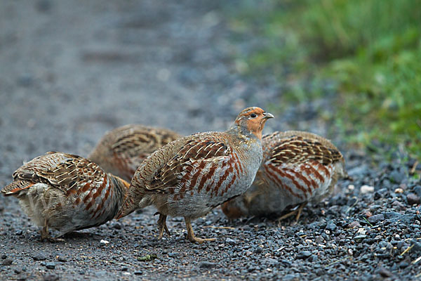 Rebhuhn (Perdix perdix)