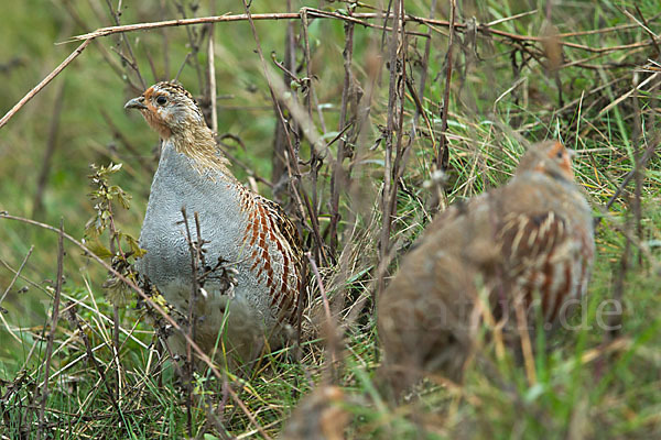 Rebhuhn (Perdix perdix)