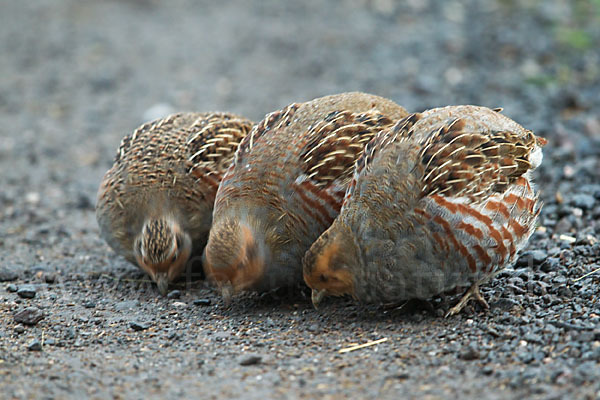 Rebhuhn (Perdix perdix)