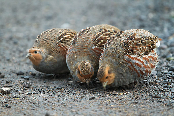 Rebhuhn (Perdix perdix)