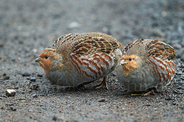 Rebhuhn (Perdix perdix)