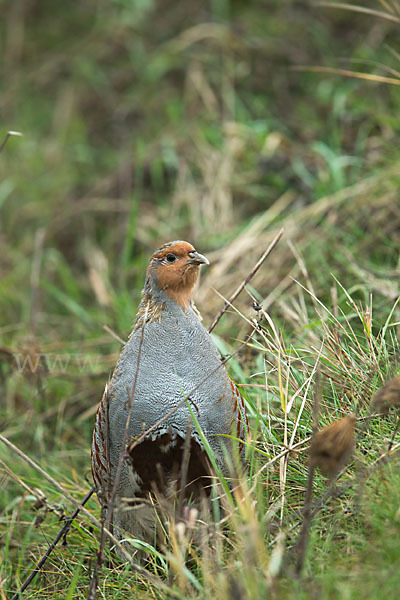 Rebhuhn (Perdix perdix)