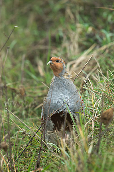 Rebhuhn (Perdix perdix)