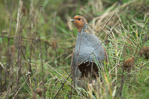 Rebhuhn (Perdix perdix)