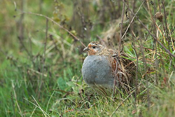 Rebhuhn (Perdix perdix)