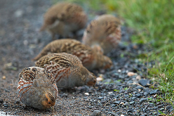 Rebhuhn (Perdix perdix)