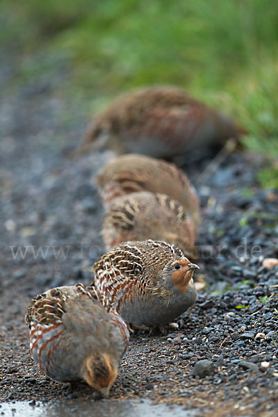 Rebhuhn (Perdix perdix)